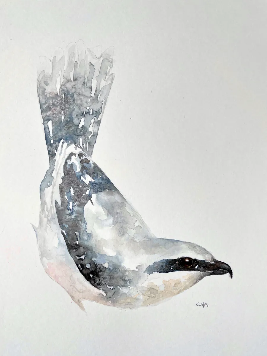 Northern Shrike