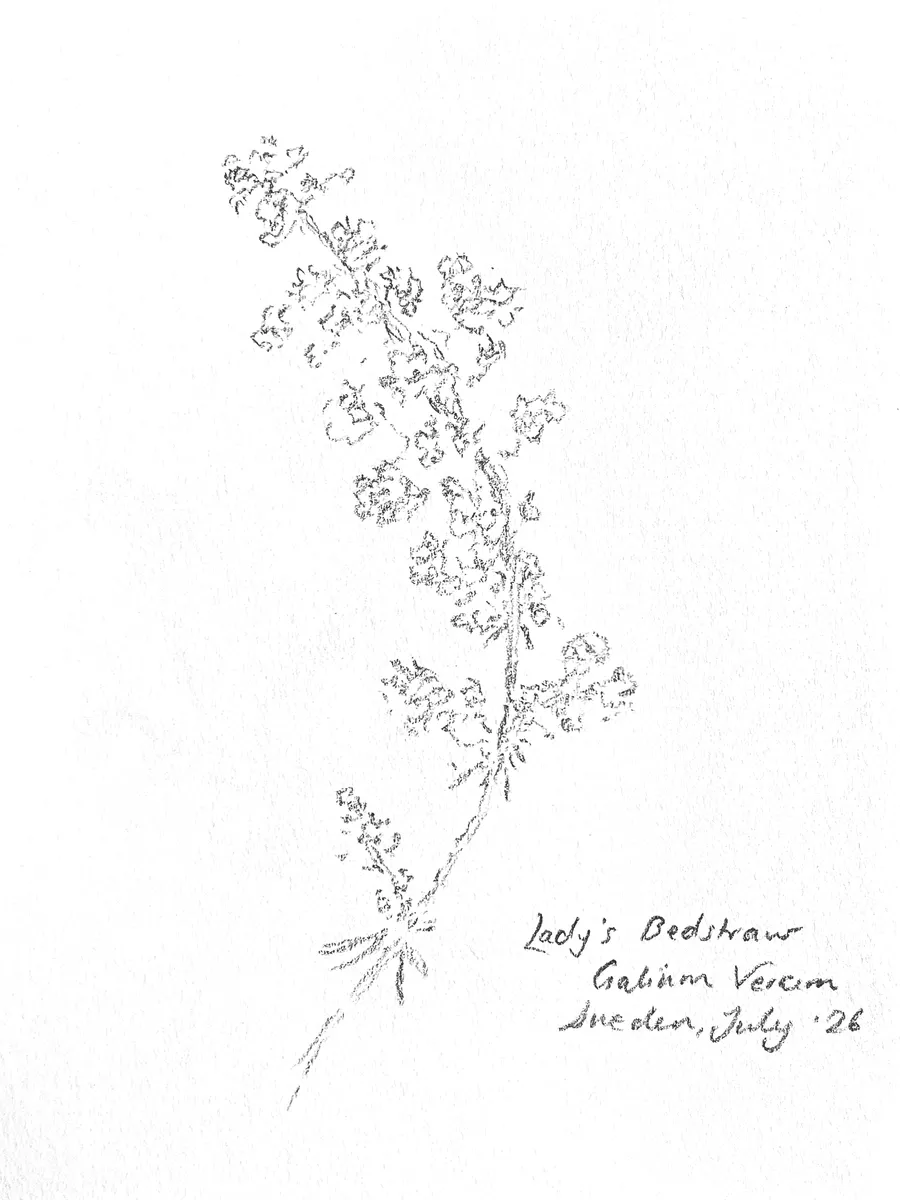 Lady's Bedshaw - Galium Verum