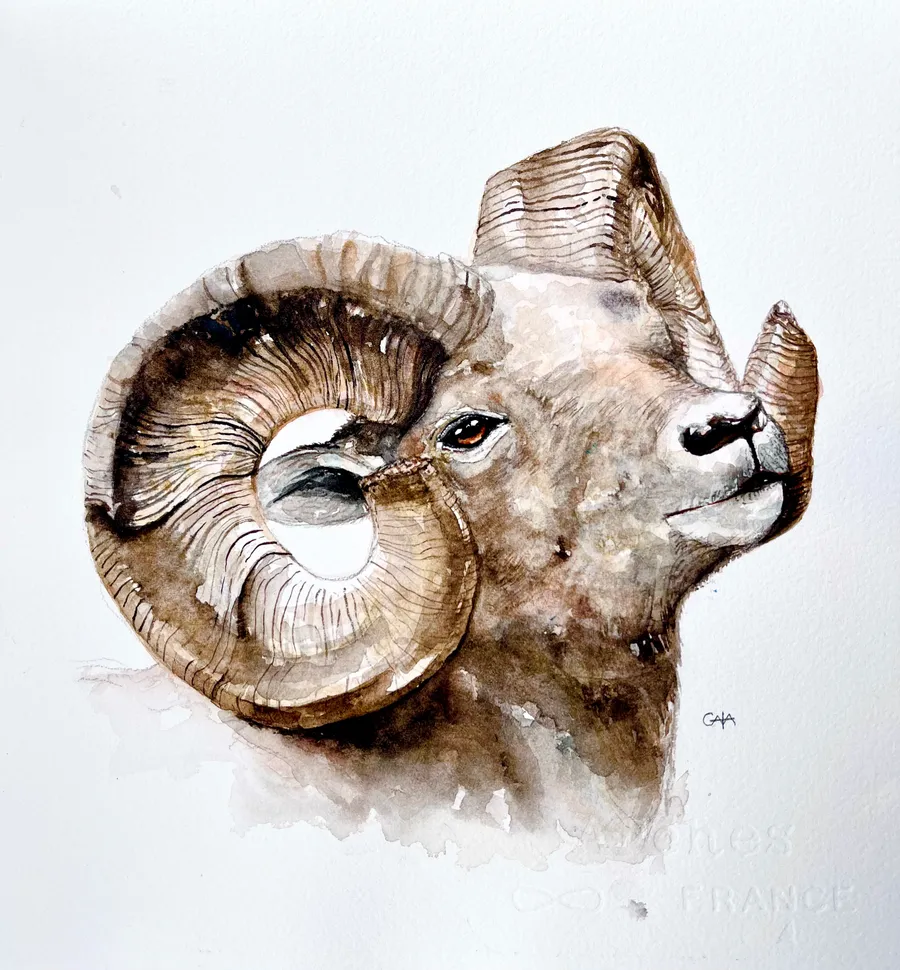 Ram