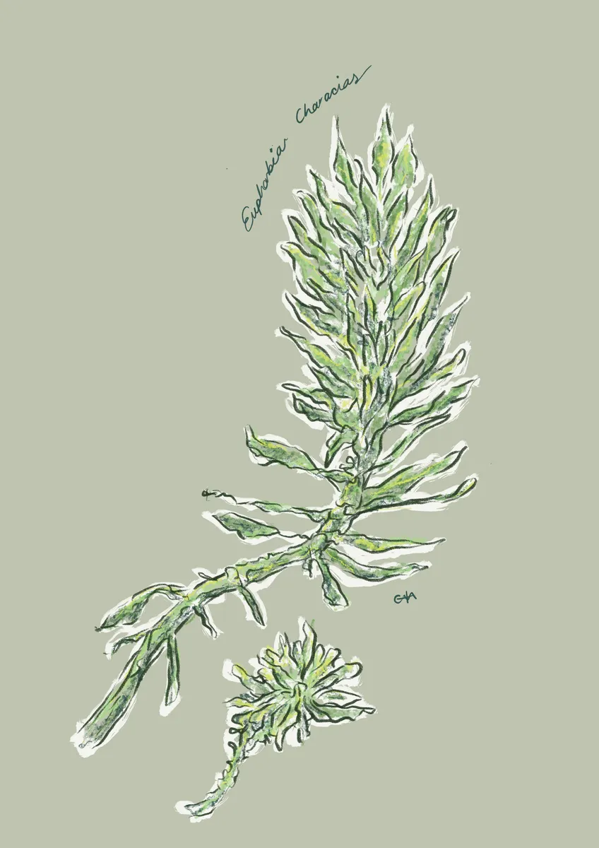 Euphorbia