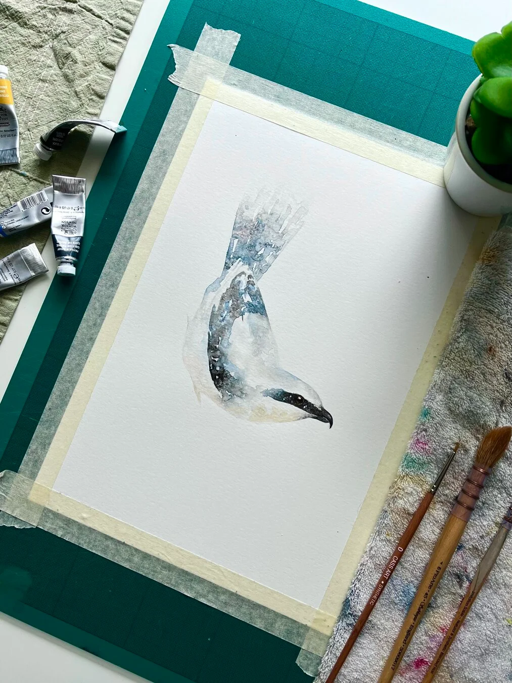 The beautiful northern shrike in watercolour. Watch the relaxing painting process here: https://youtu.be/jZWIBOd2Akg?si=97GgEi9nJX5i5XEf #watercolor #aquarelle #art #painting #relaxing #paintwithme #artwork #watercolorpainting #watercolourpainting #watercolour #natureart #birds #birdart #birdpainting #aquarelleart #illustration #shrike #northernshrike