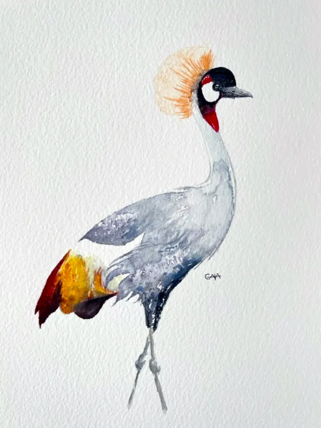 Grey crowned crane