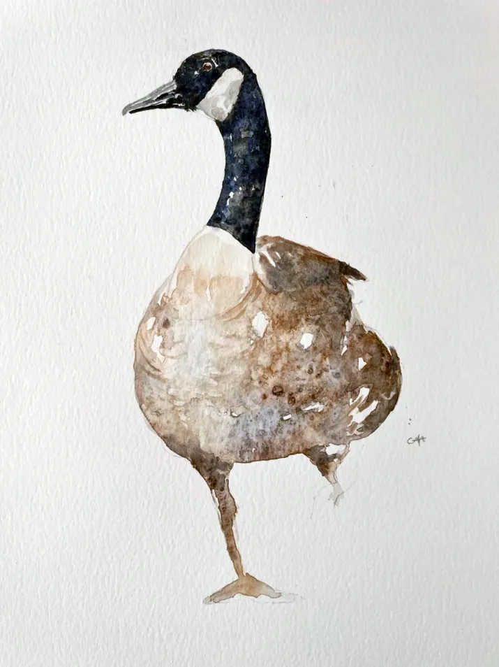 Canadian Goose