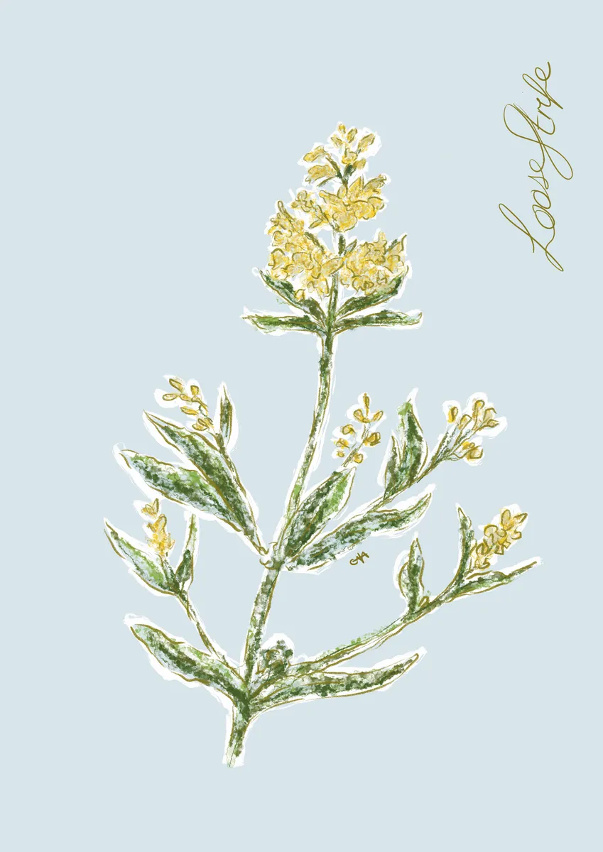 Loosestrife